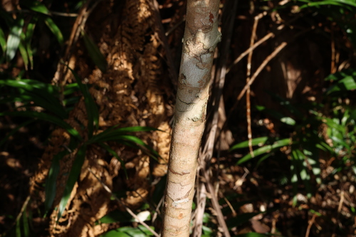 Image of Syzygium johnsonii by (c) Greg Tasney, some rights reserved (CC BY-SA)