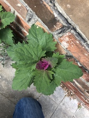 Chenopodium giganteum