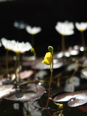 Utricularia aurea