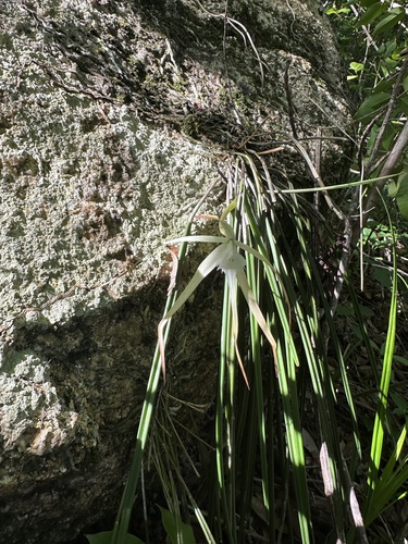 Image of Brassavola Appendiculata (Brassavola appendiculata) by (c) Diana Fuentes, some rights reserved (CC BY-SA)