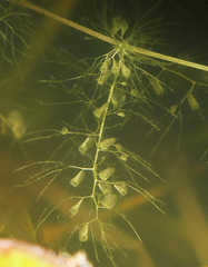 Utricularia aurea