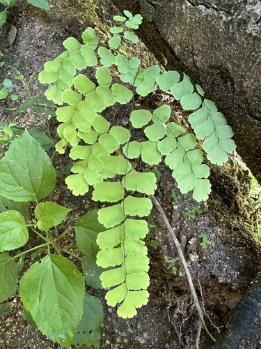 Adiantum amplum (Adiantum amplum)