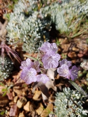 Phacelia exilis