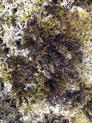 Sargassum agardhianum