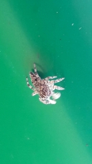 Sumampattus quinqueradiatus