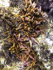 Stephanocystis
