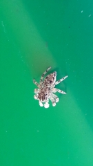 Sumampattus quinqueradiatus