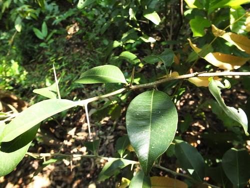 Image of Indian Bully Tree (Xantolis tomentosa) by (c) Siddarth Machado, some rights reserved (CC BY)