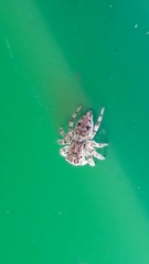 Sumampattus quinqueradiatus