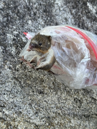 Mexican Spiny Pocket Mouse