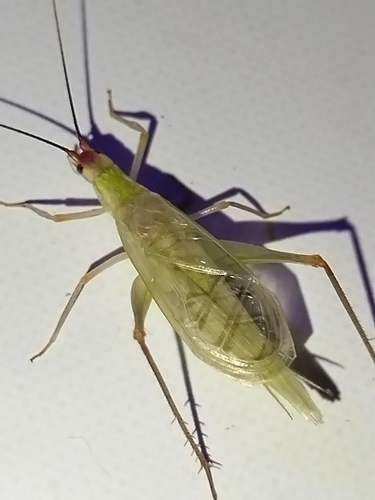 Belt's tree cricket