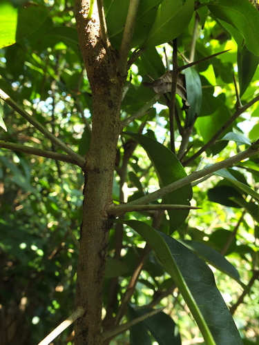 Image of Indian Bully Tree (Xantolis tomentosa) by (c) Siddarth Machado, some rights reserved (CC BY)