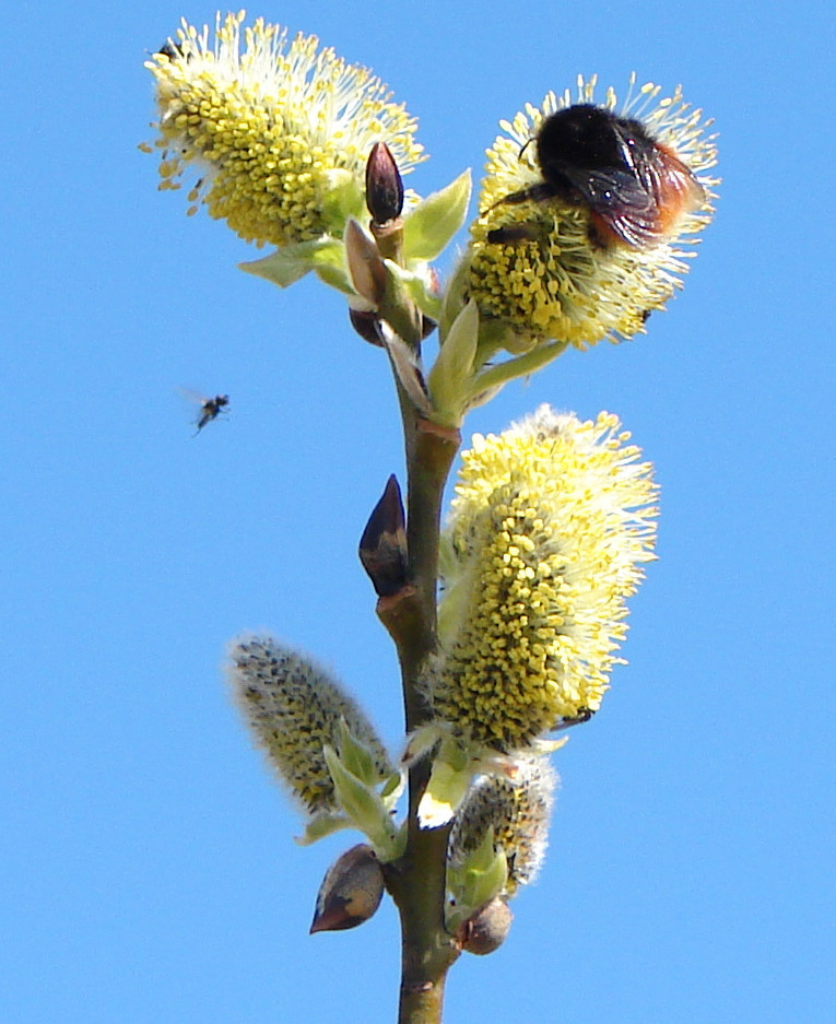 Salix monticola