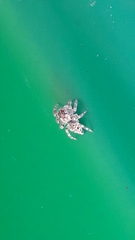 Sumampattus quinqueradiatus