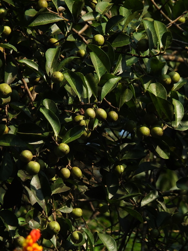 Image of Indian Bully Tree (Xantolis tomentosa) by (c) Siddarth Machado, some rights reserved (CC BY)