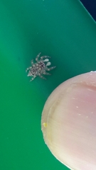 Sumampattus quinqueradiatus