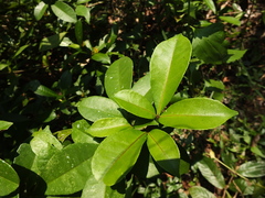 Zanthoxylum ovalifolium