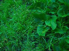 Carex stipata