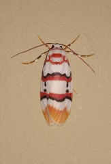 Cyana cruentata