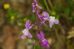 Linaria elegans