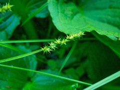 Carex stipata