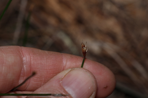 Image of Coleocarya gracilis by (c) Greg Tasney, some rights reserved (CC BY-SA)
