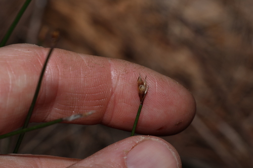 Image of Coleocarya gracilis by (c) Greg Tasney, some rights reserved (CC BY-SA)