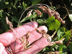 Festuca paradoxa