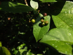 Zanthoxylum ovalifolium