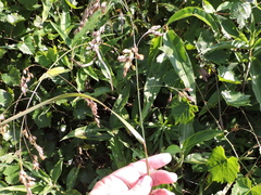 Festuca paradoxa