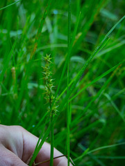 Carex stipata