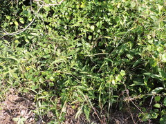 Festuca paradoxa