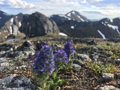Veronica alaskensis