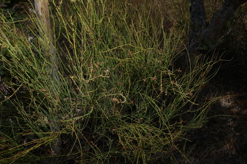 Image of Leptomeria acida by (c) Greg Tasney, some rights reserved (CC BY-SA)