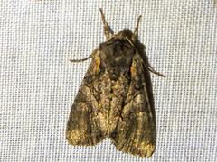 Phosphila turbulenta