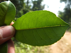 Zanthoxylum ovalifolium