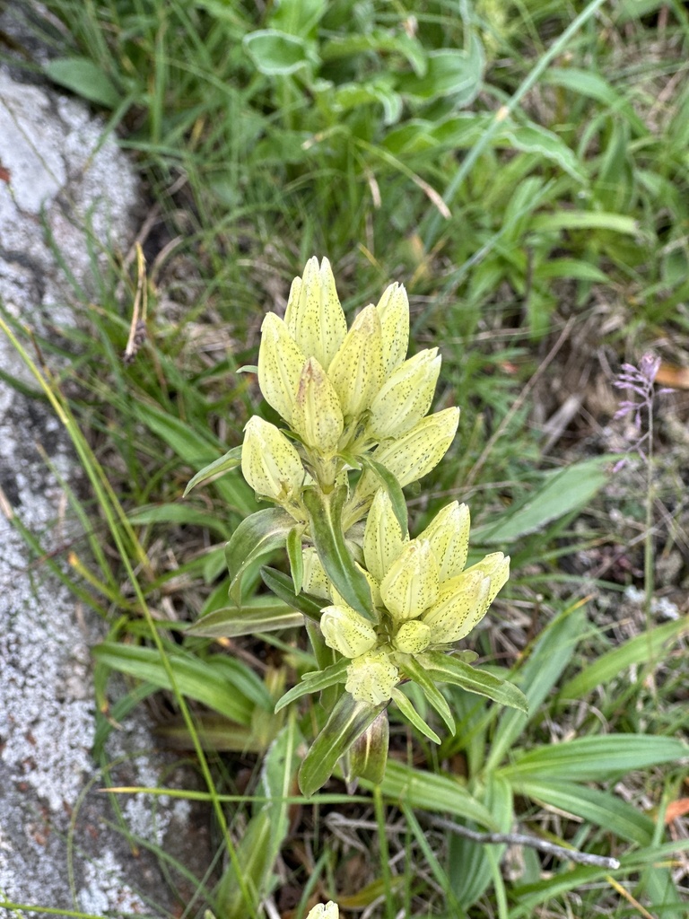 Gentiana apiata