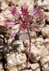 Allium parishii