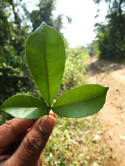Zanthoxylum ovalifolium