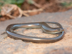 Small Three-Toed Skink photo 1