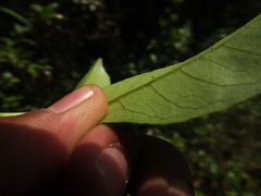 Zanthoxylum ovalifolium