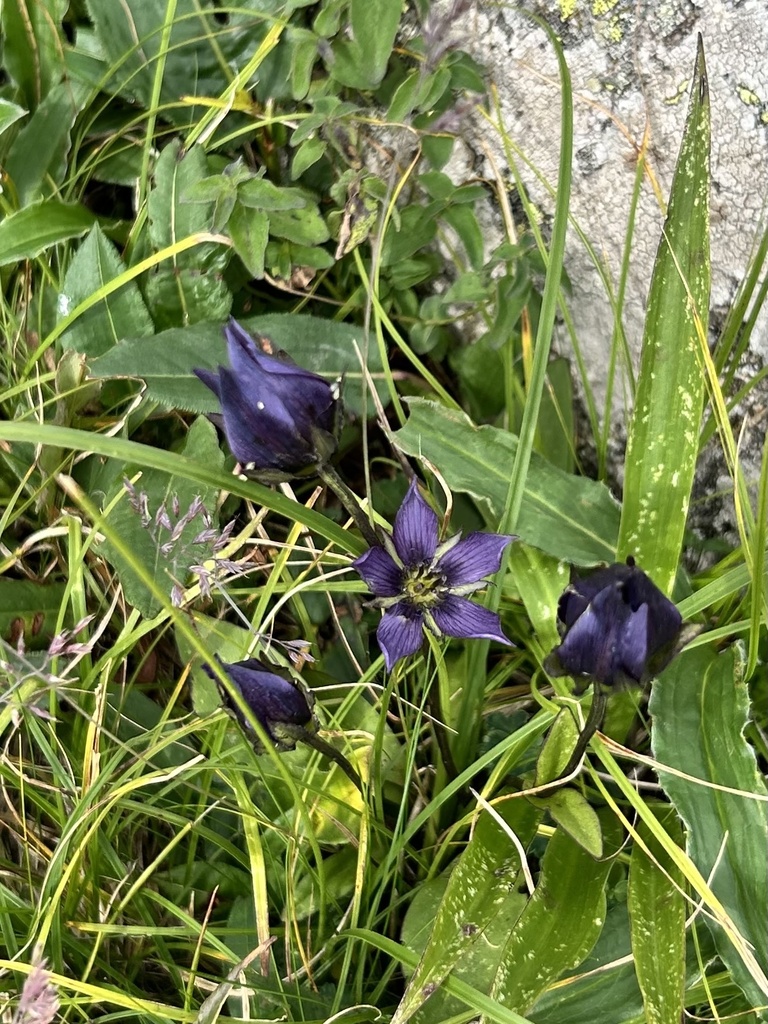 Swertia bifolia