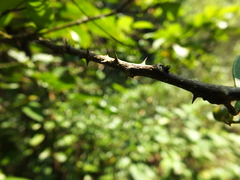 Zanthoxylum ovalifolium