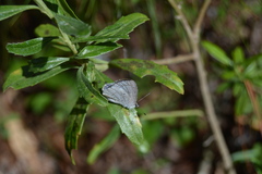 Celastrina echo gozora