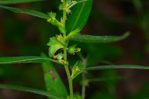 Image of Acalypha gracilens by (c) Michelle W. （鍾偉瑋）, some rights reserved (CC BY)