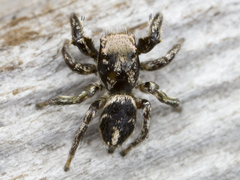 Habronattus klauseri