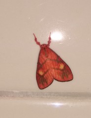 Sarbine flavodiscalis