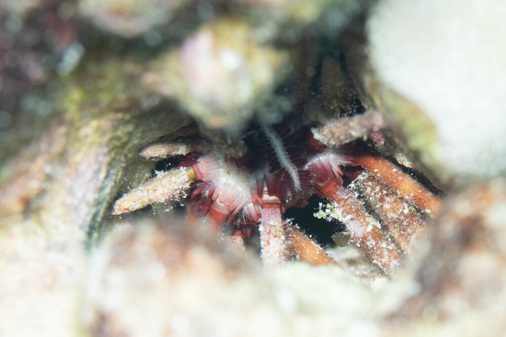Ten-lined Urchin