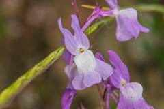Linaria elegans