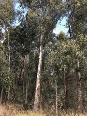 Eucalyptus camaldulensis